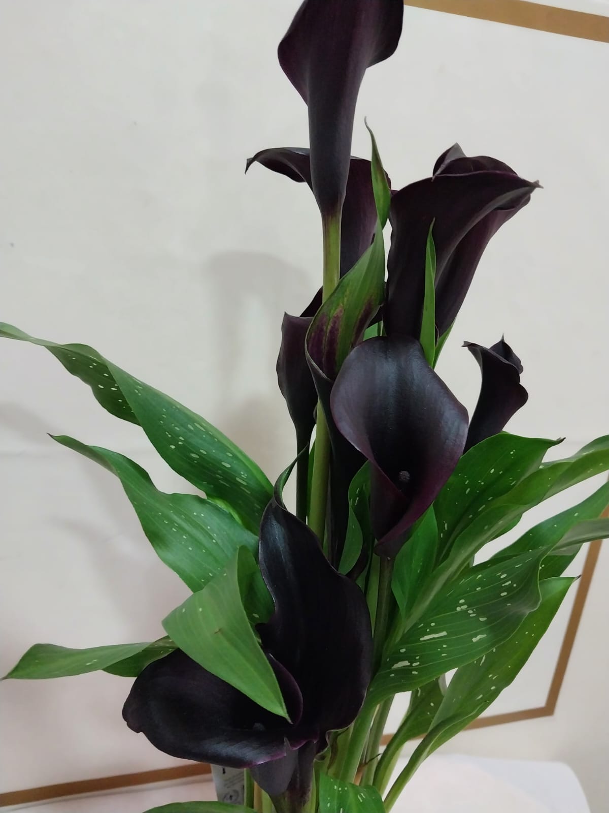 Calla Lily (Gala Bitkisi) Mor - Görsel 3 - Uşak Çiçek