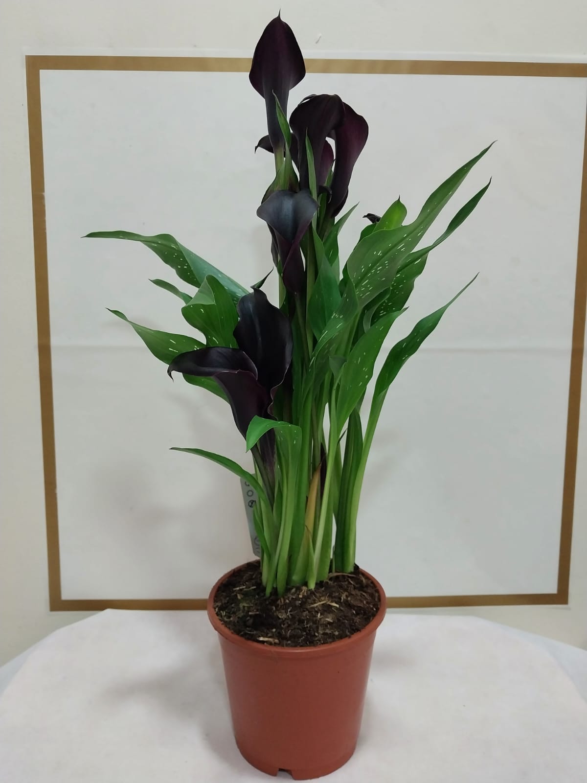 Calla Lily (Gala Bitkisi) Mor - Görsel 2 - Uşak Çiçek