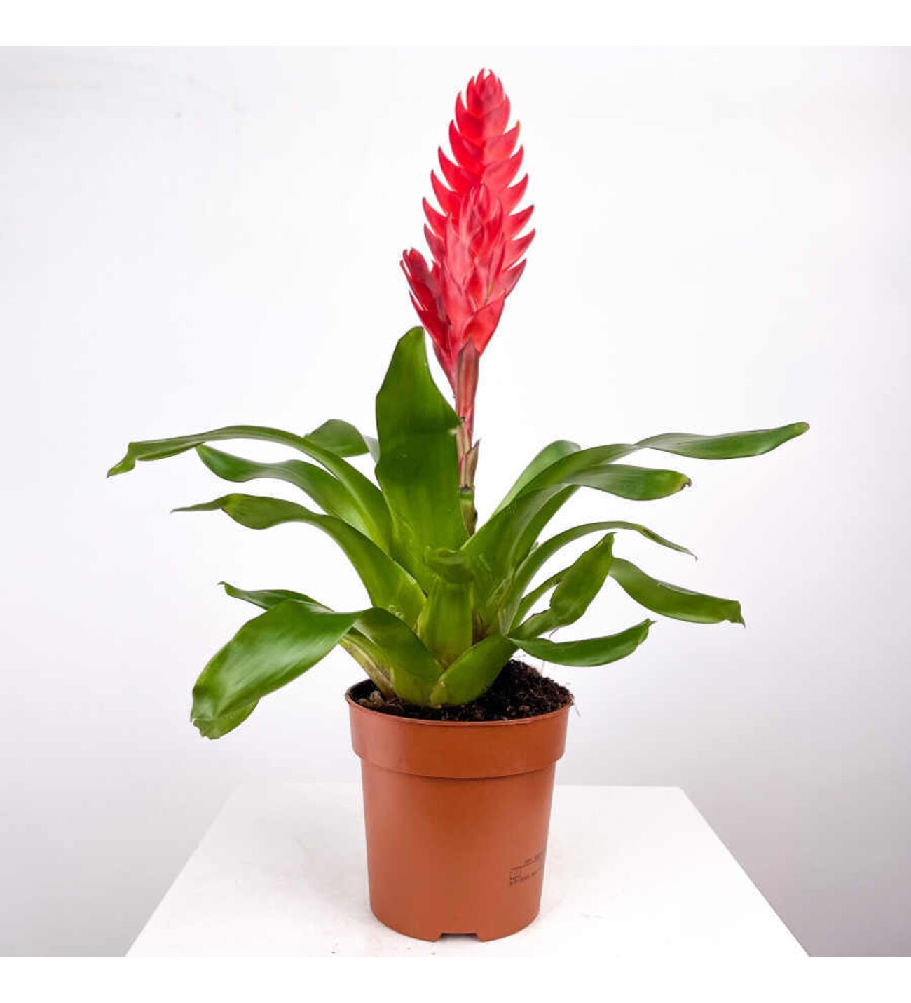 Alev Kılıcı Çiçeği - Vriesea Splendens Uşak - Uşak Çiçek Evi