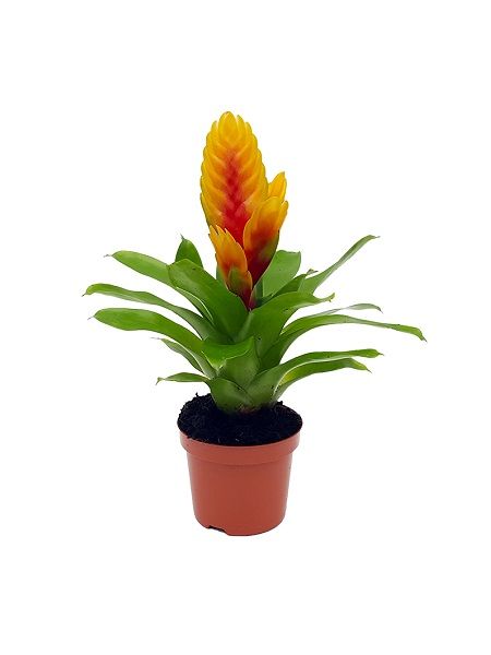 vrezya  alev kılıcı Çiçeği - Uşak Çiçek Evi