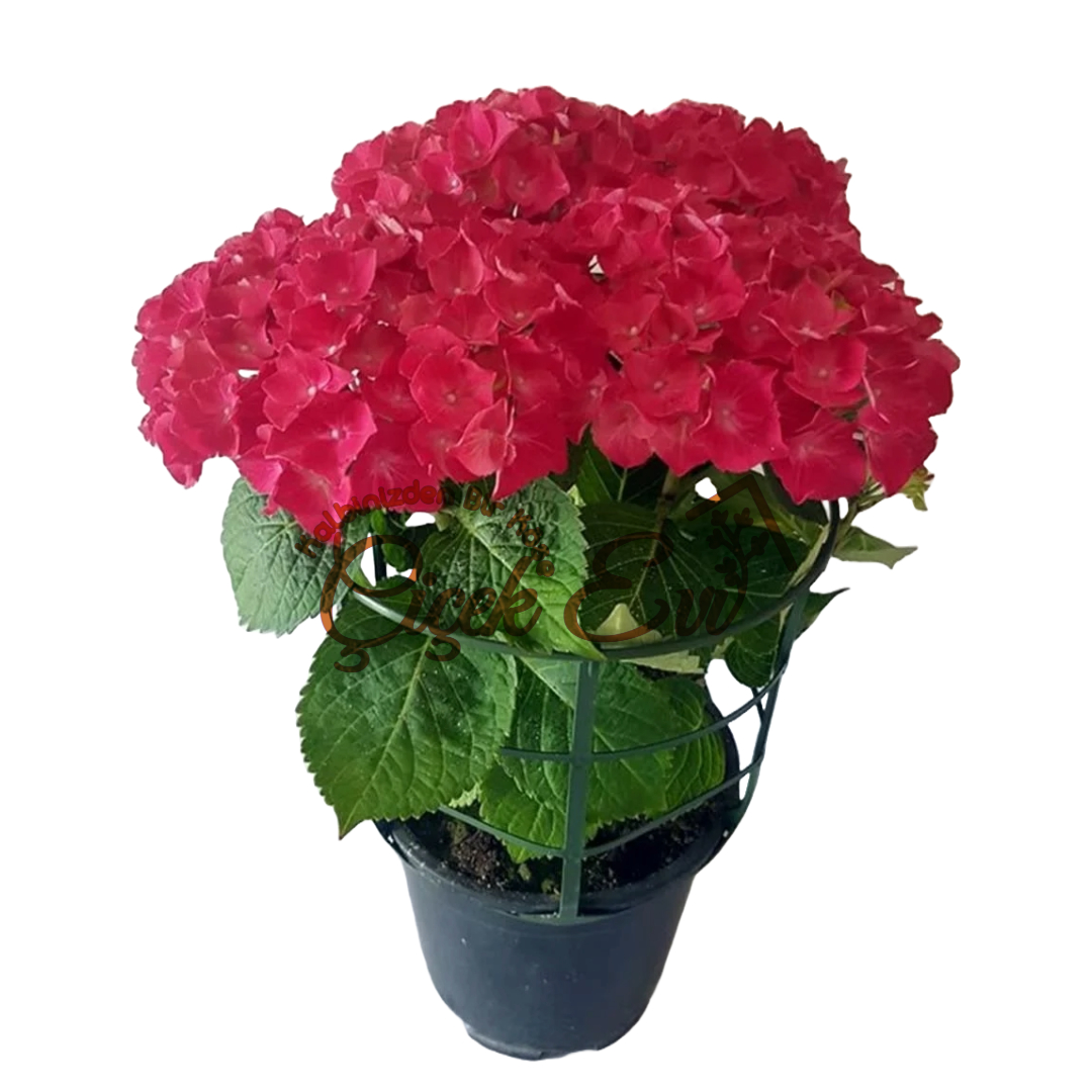 Kırmızı Ortanca Çiçeği - Uşak Çiçek Evi