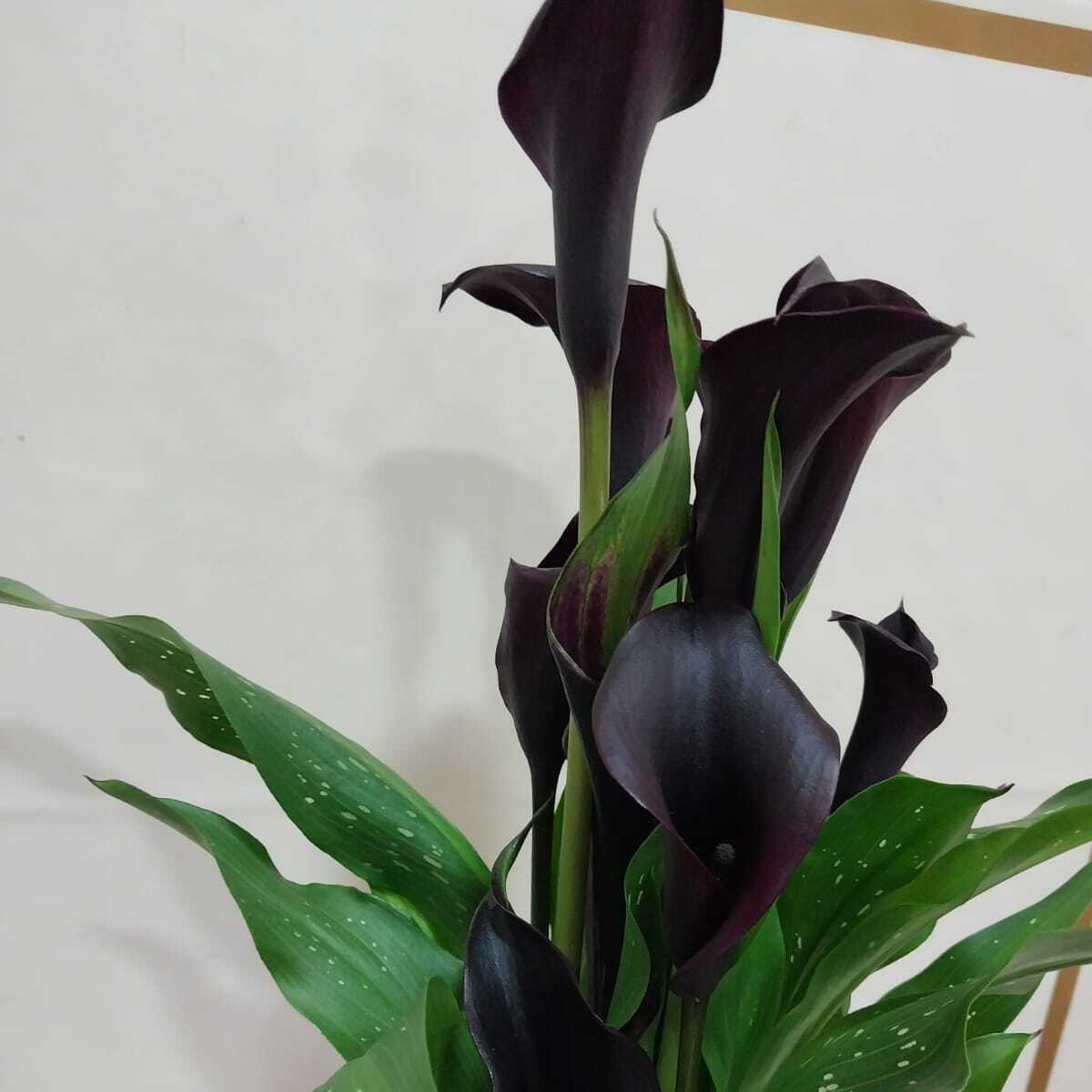 Calla Lily (Gala Bitkisi) Mor - Uşak Çiçek Evi