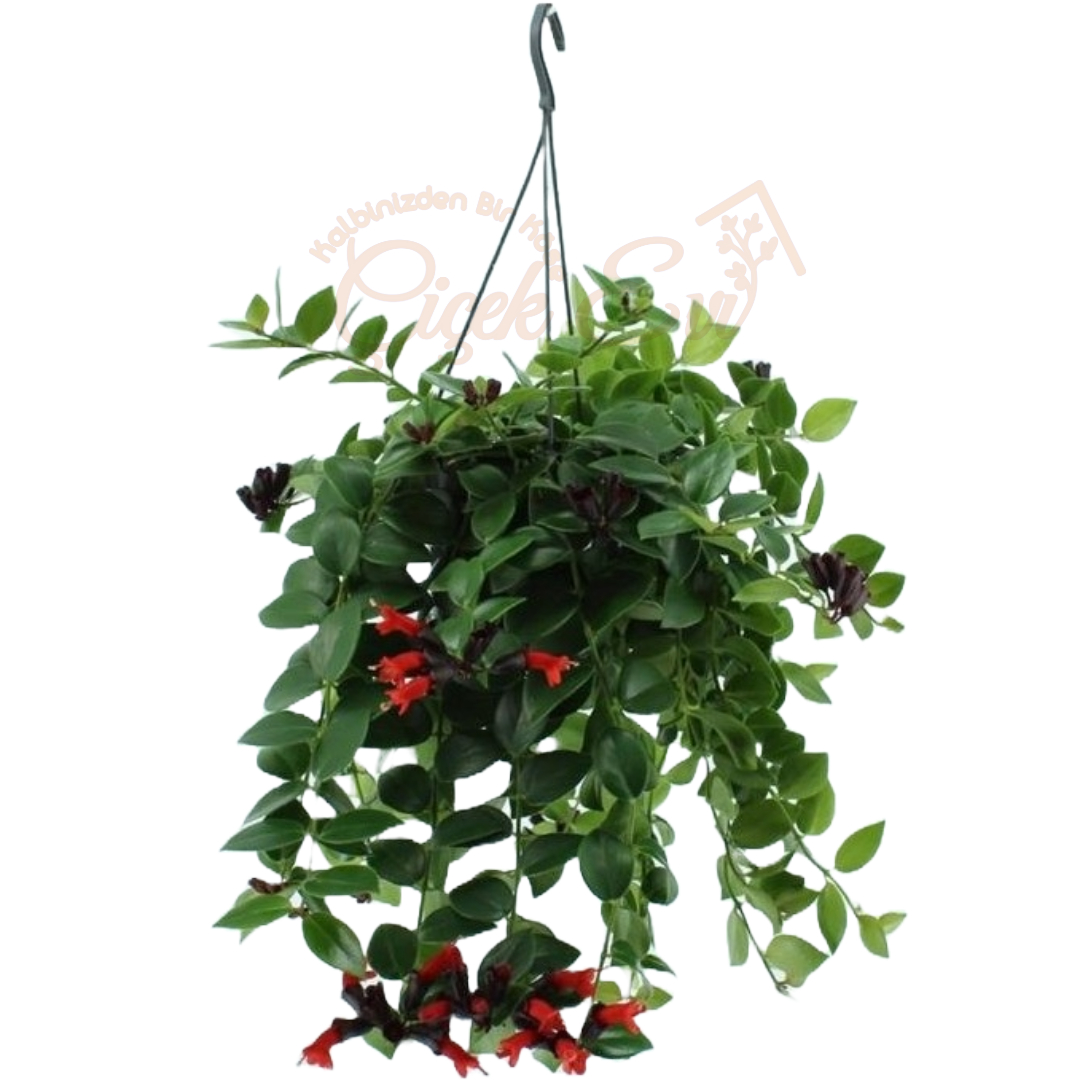 Tunç Botanik Ruj Çiçeği - Askılı Saksıda - Uşak Çiçek Evi