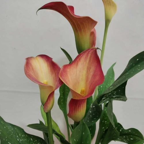 Calla Lily (Gala Bitkisi) Bordo