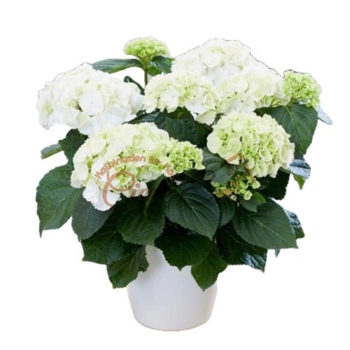 Mavi Ortanca Çiçeği