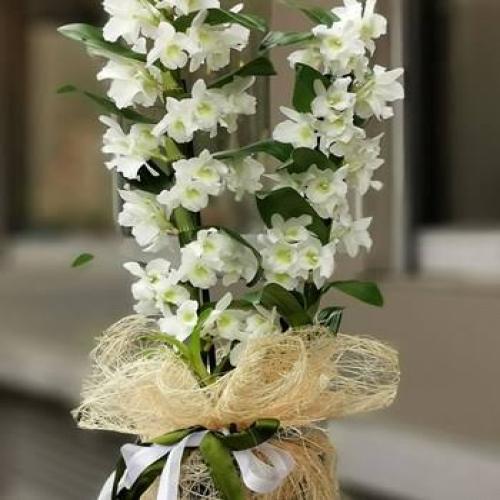 Dendrobium (bambu)  zarif orkide 